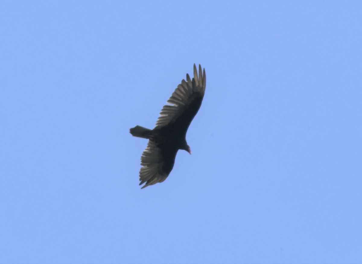 Turkey Vulture - Robert Scott