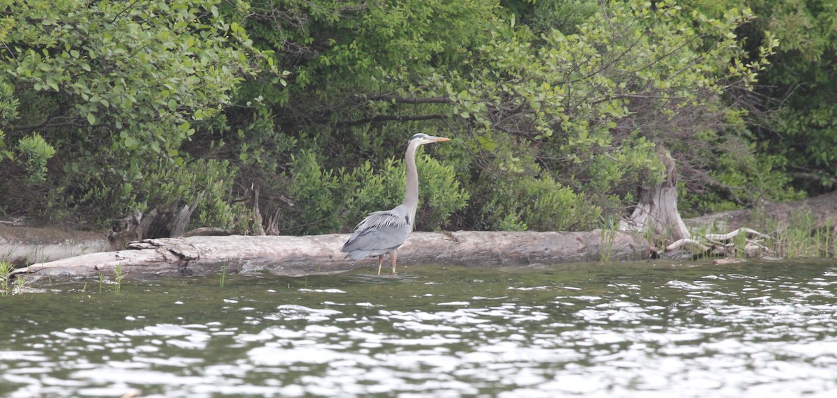 Great Blue Heron - ML103850221