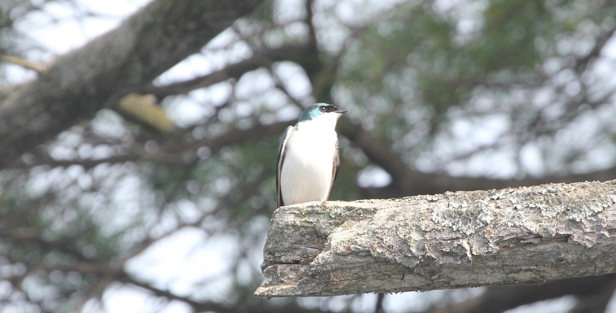 Tree Swallow - ML103850261