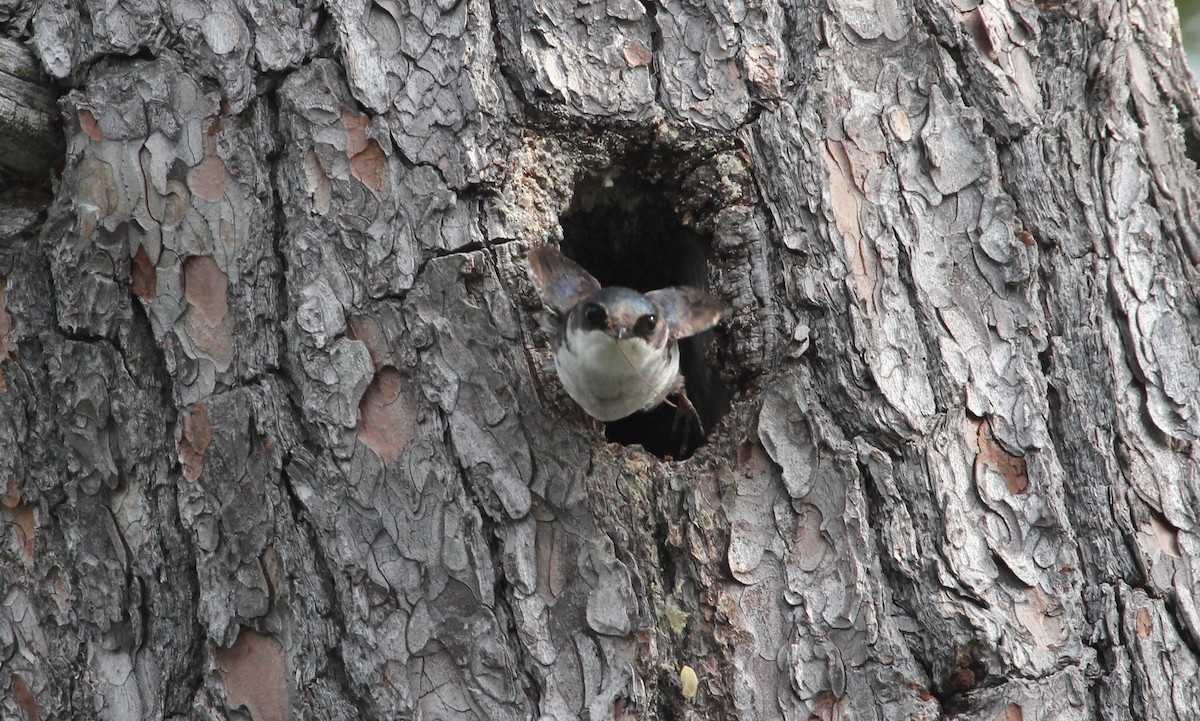 Tree Swallow - ML103850291