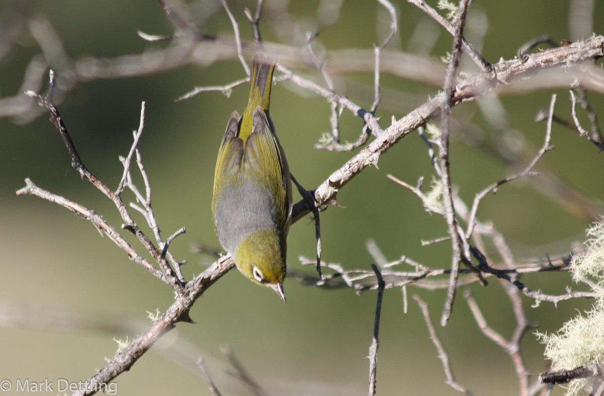 Silvereye - ML103850841