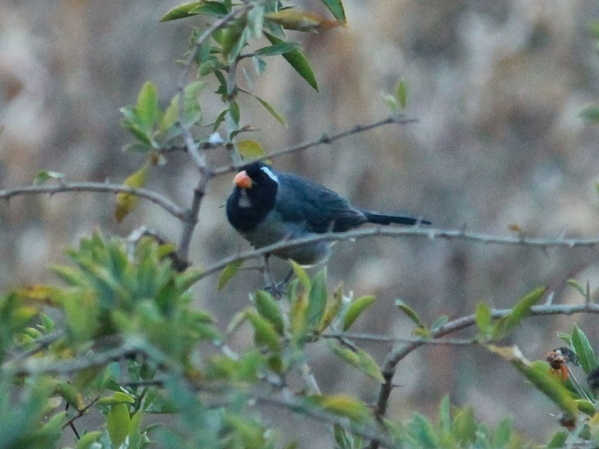 Pepitero Piquigualdo - ML103851531