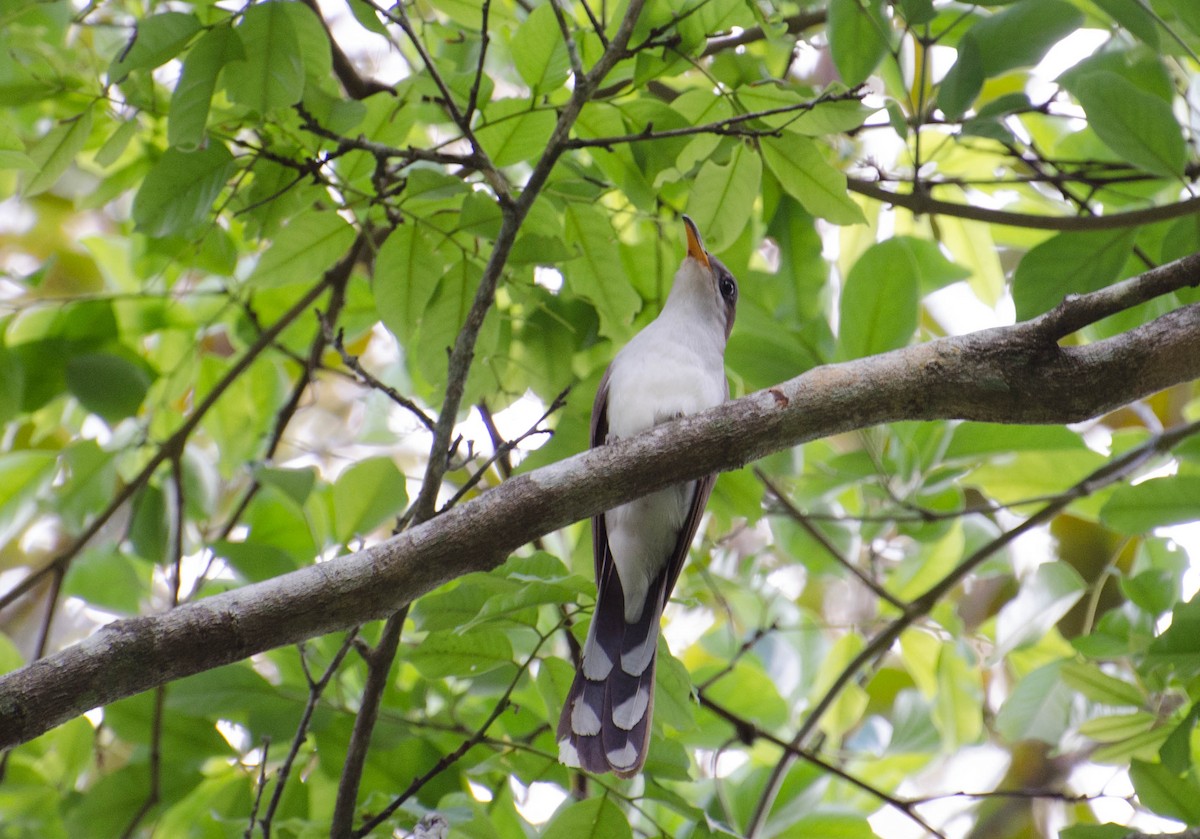 Pearly-breasted Cuckoo - Marcos Eugênio Birding Guide