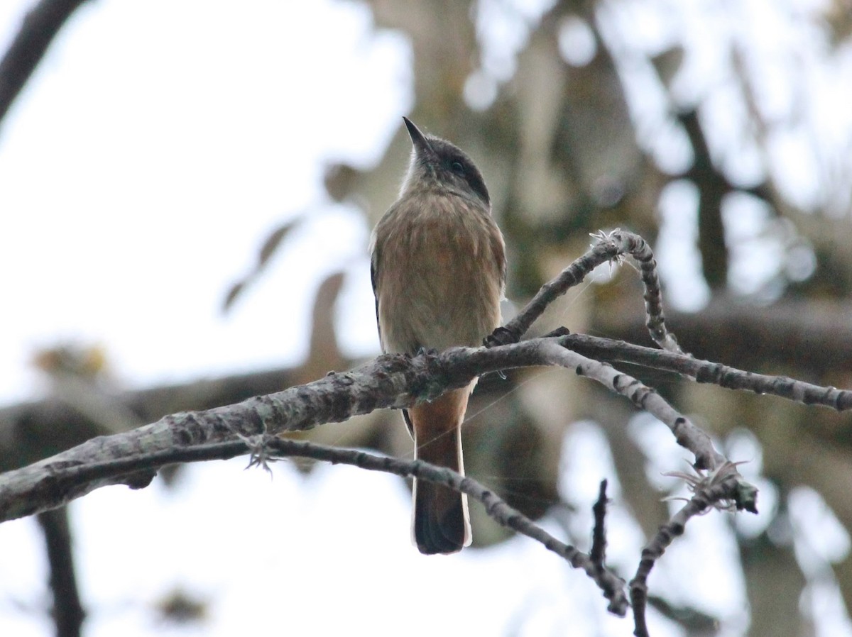 White-winged Black-Tyrant (White-winged) - ML103851991