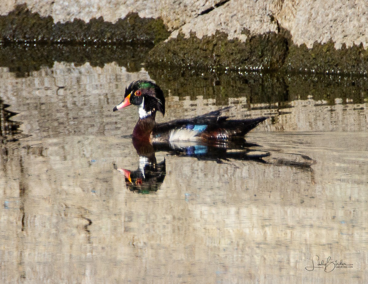 Wood Duck - ML103852201