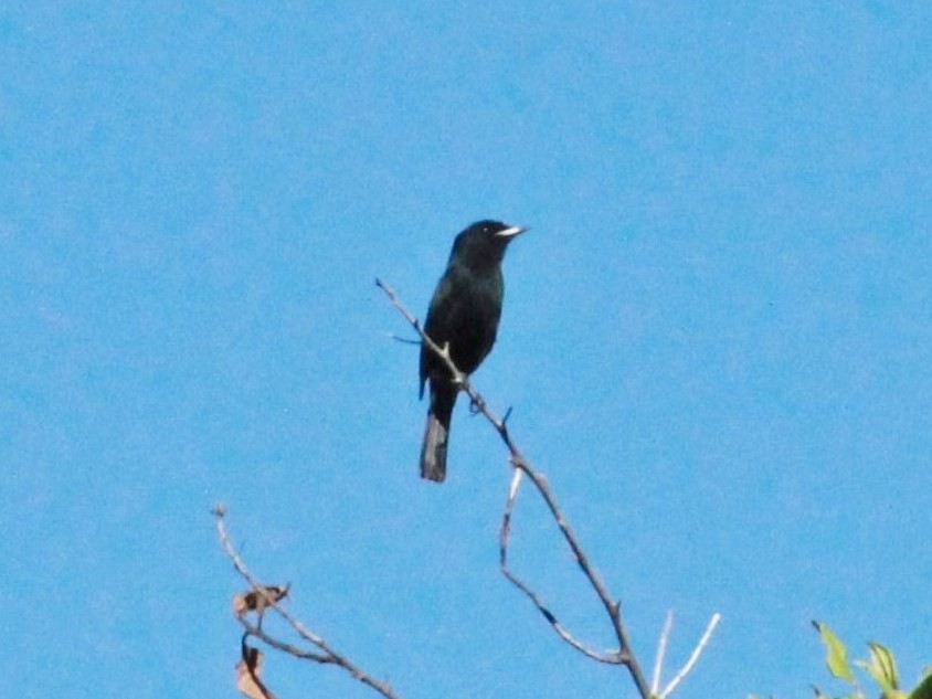 White-winged Black-Tyrant (White-winged) - Rutger Koperdraad