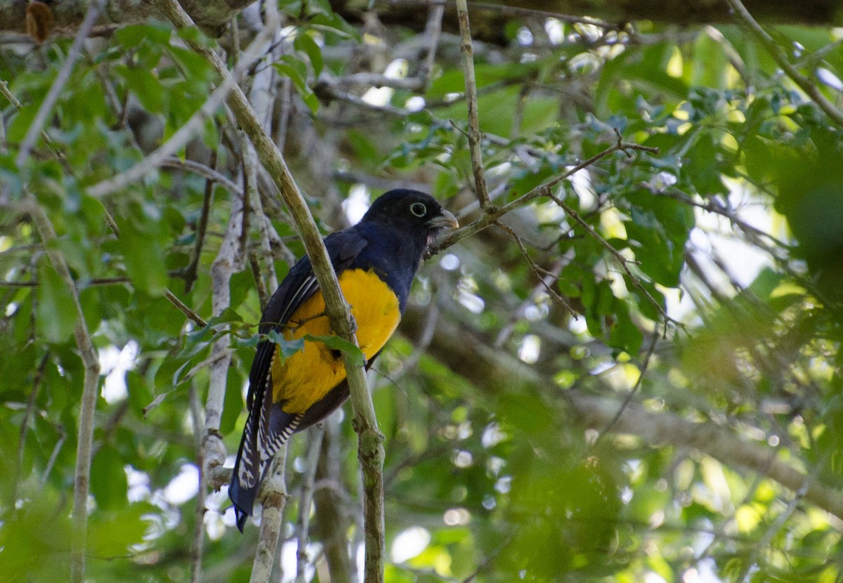 Green-backed Trogon - Marcos Eugênio Birding Guide