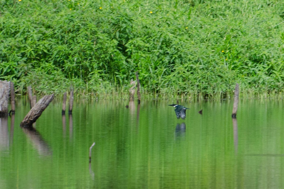 Martin-pêcheur d'Amazonie - ML103852601