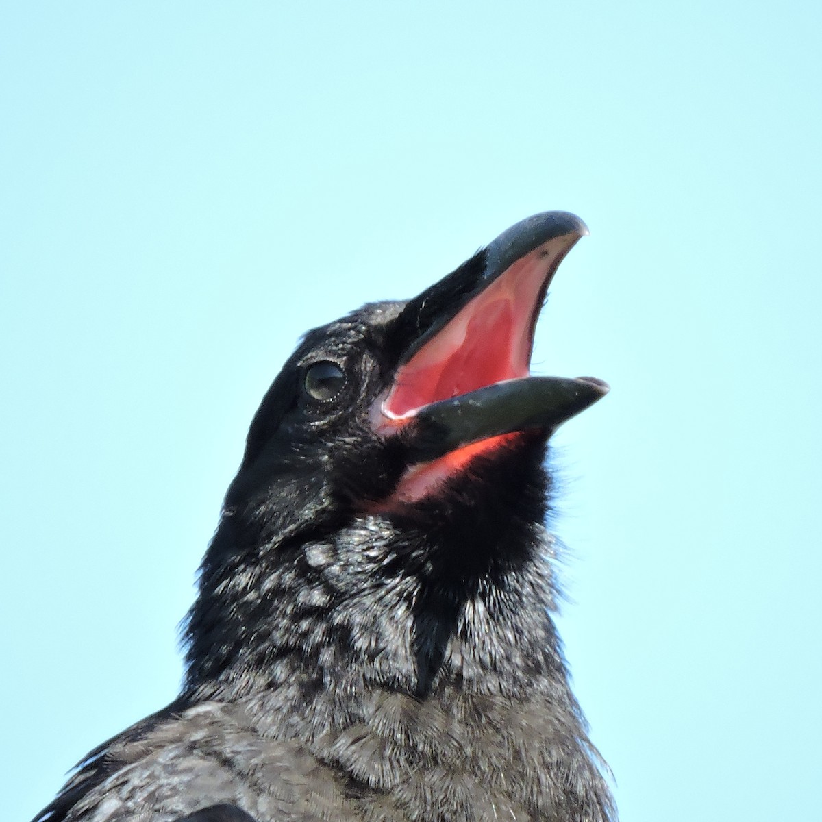 Common Raven - ML103852761