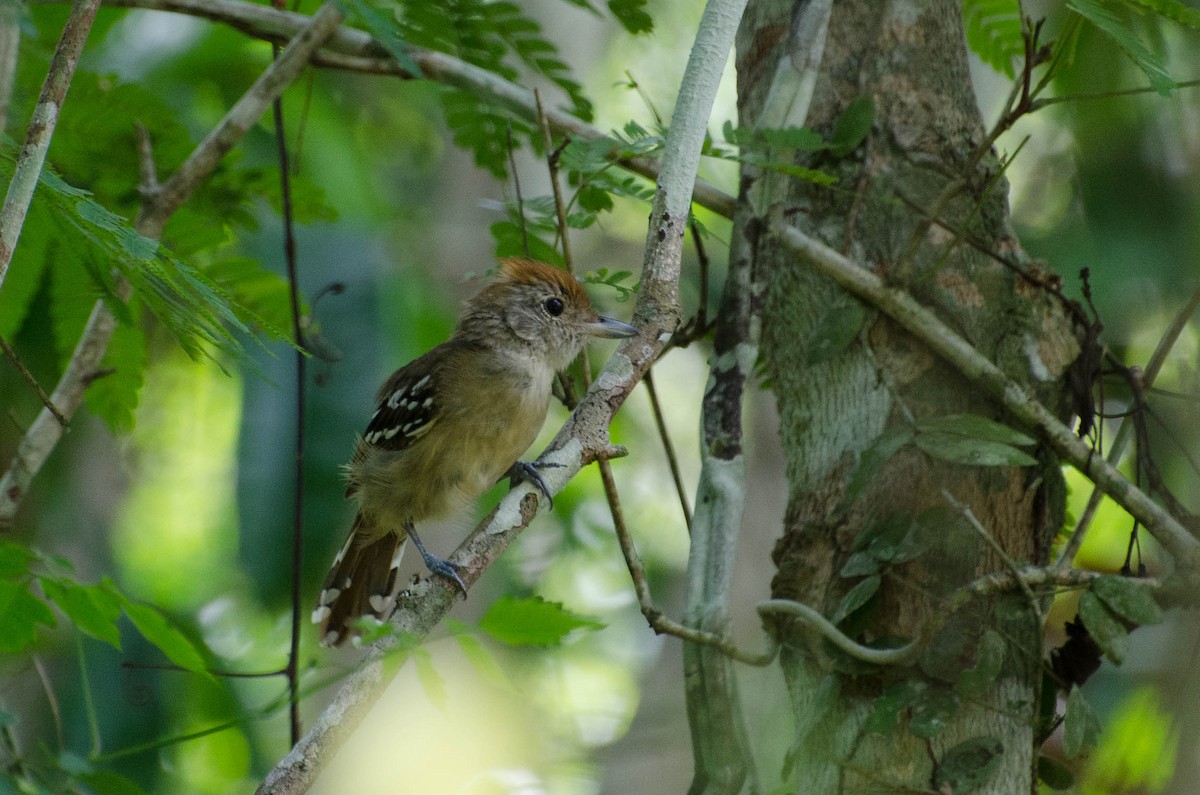 Sooretama Slaty-Antshrike - ML103854061