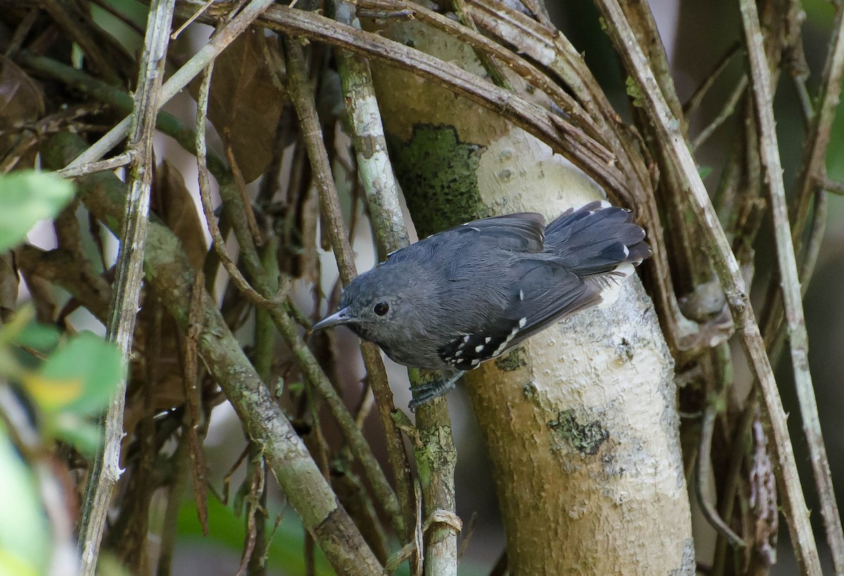 White-flanked Antwren - ML103854151