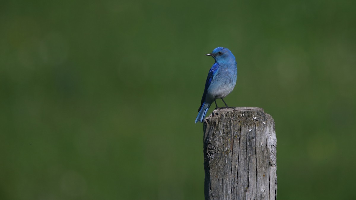 Mountain Bluebird - ML103854291