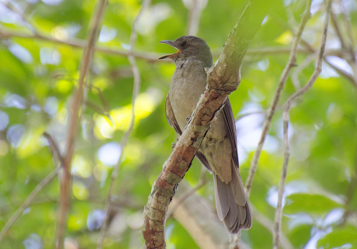 Screaming Piha - Marcos Eugênio Birding Guide