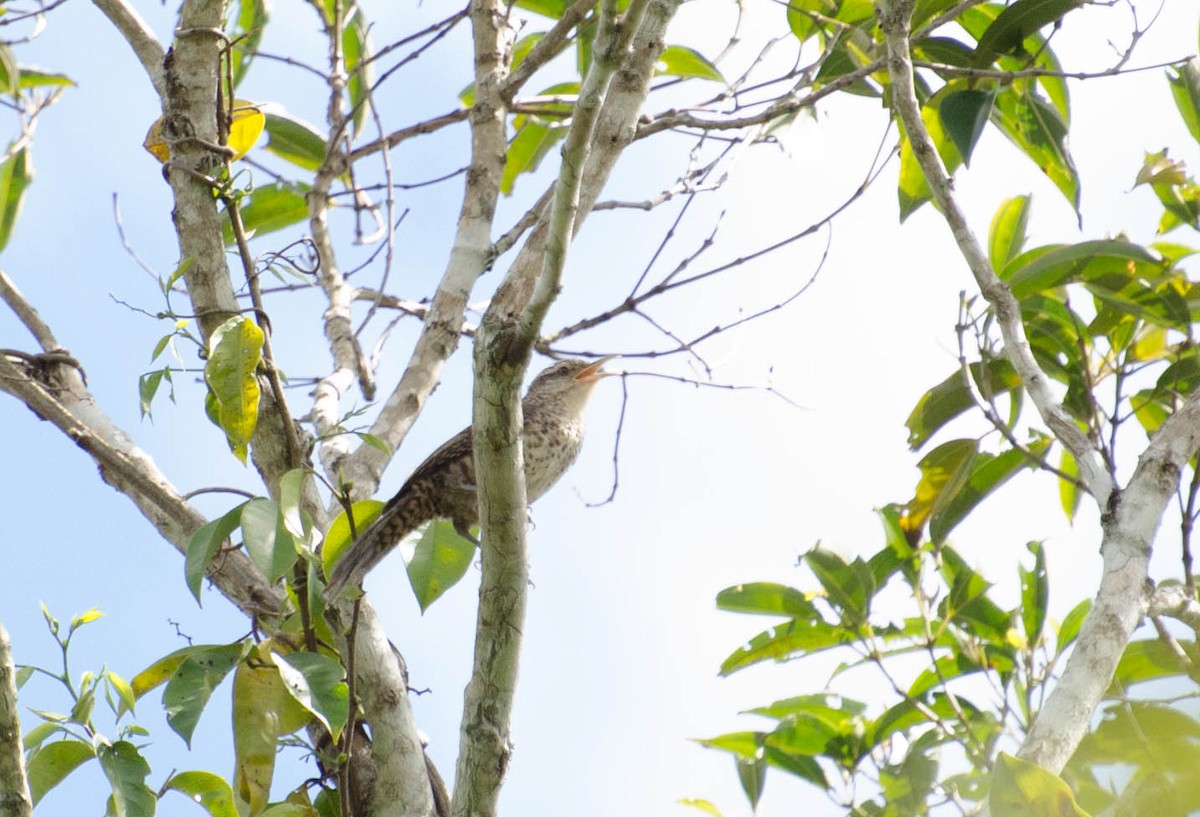 Thrush-like Wren - Marcos Eugênio Birding Guide