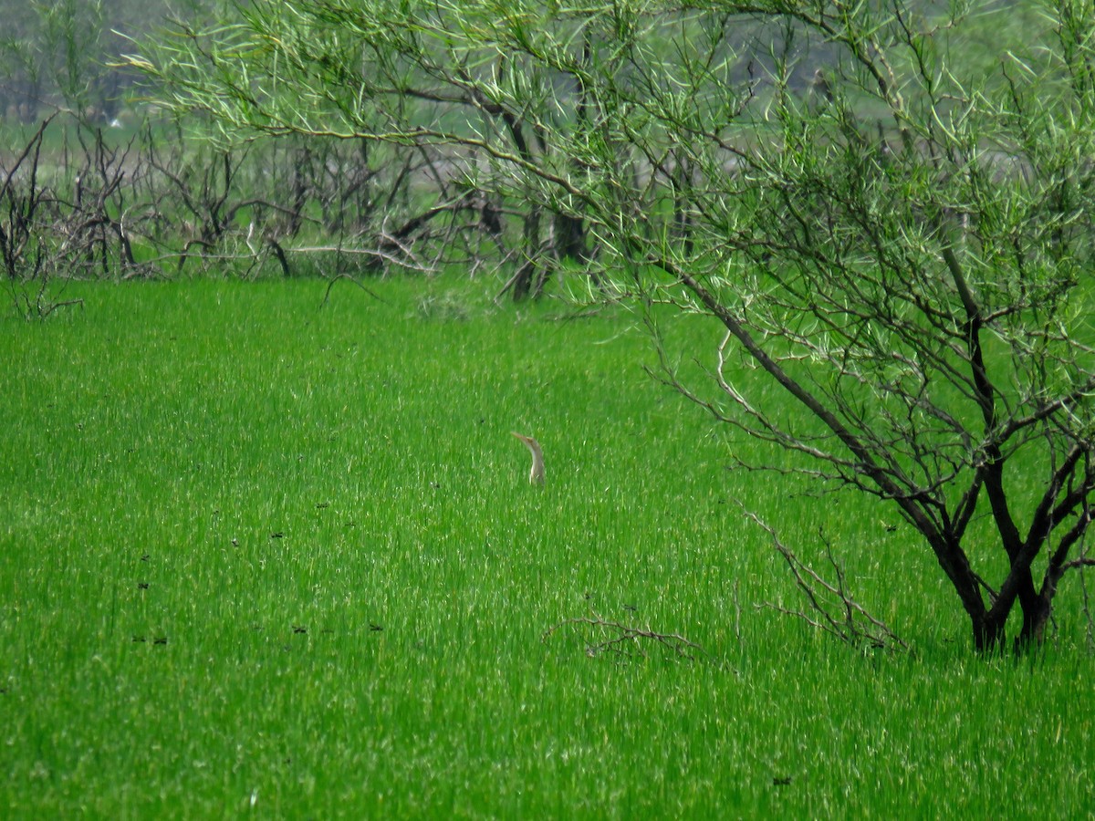 Schuppenhals-Rohrdommel - ML103856251