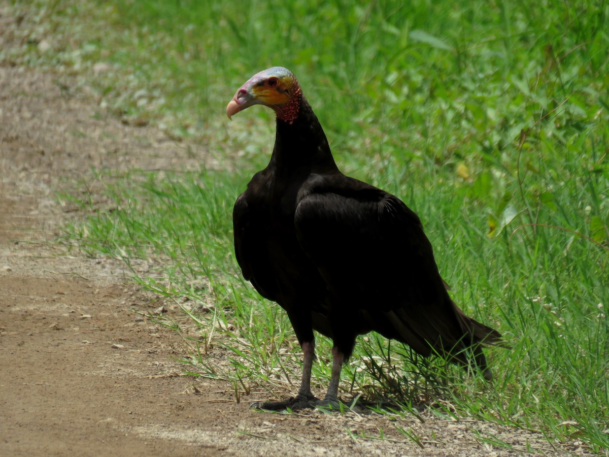 Lesser Yellow-headed Vulture - ML103856541