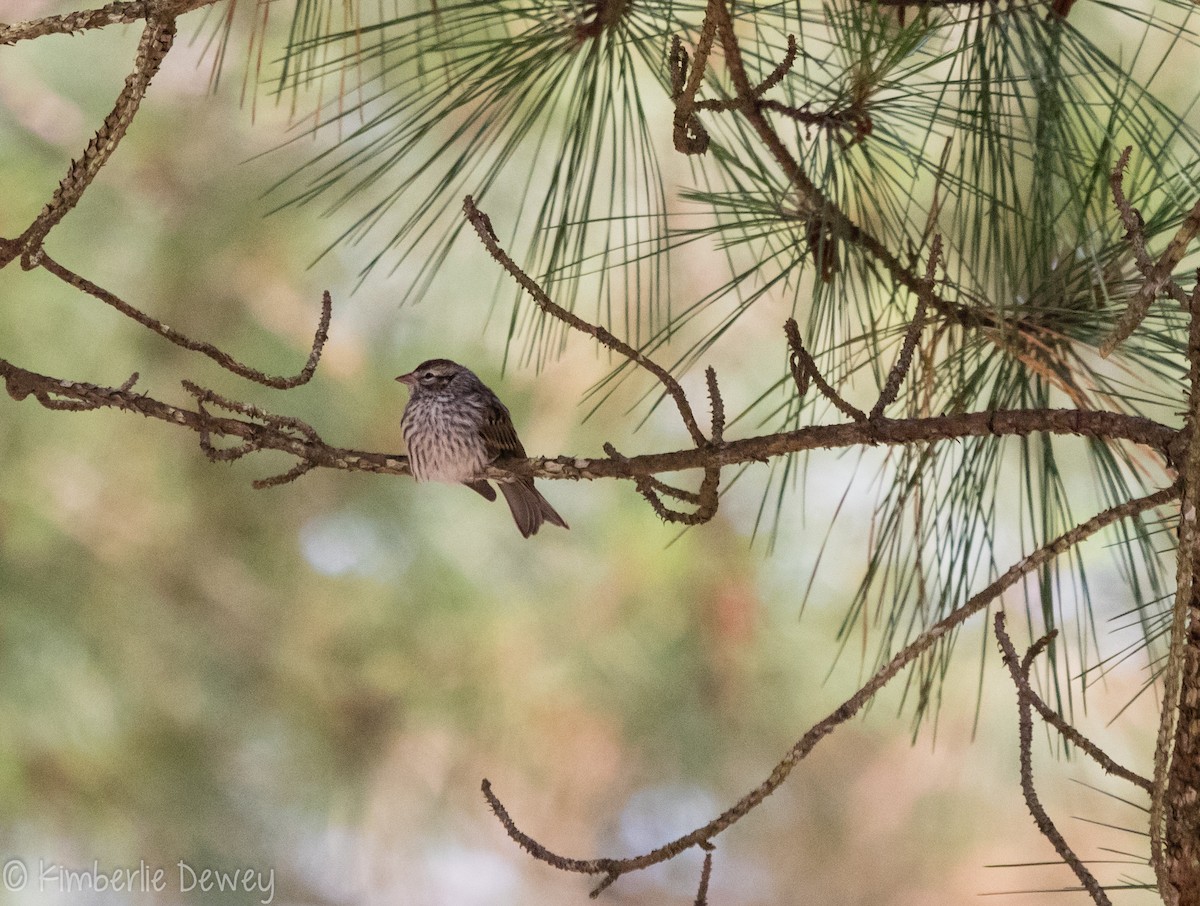 Chipping Sparrow - ML103856971