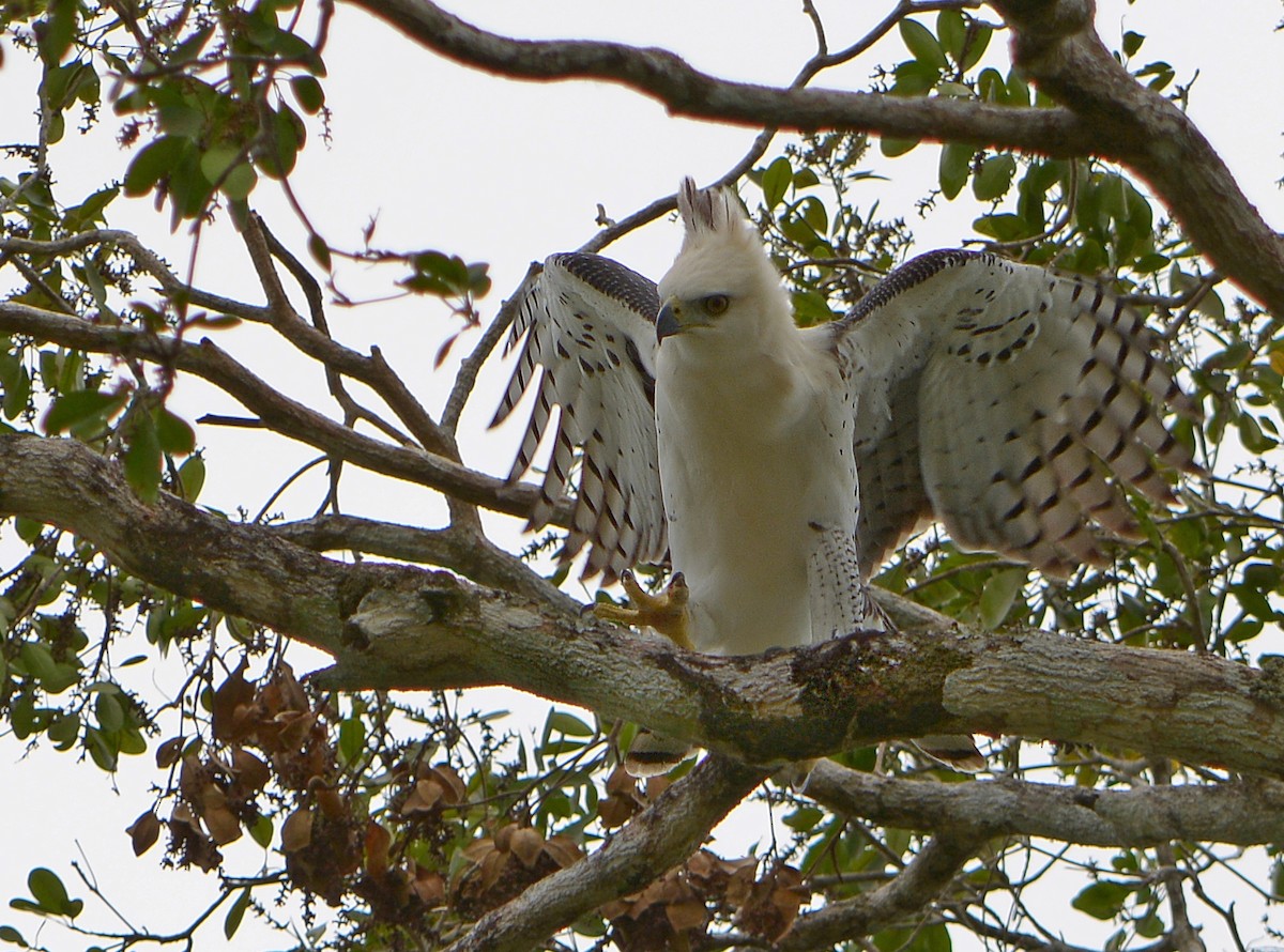 Ornate Hawk-Eagle - Jorge Dangel