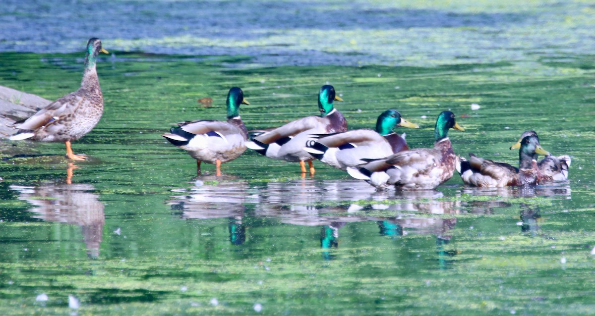 Canard colvert - ML103858871