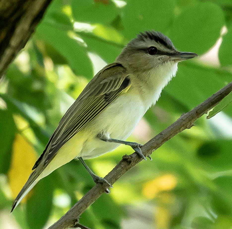 Rotaugenvireo - ML103859021