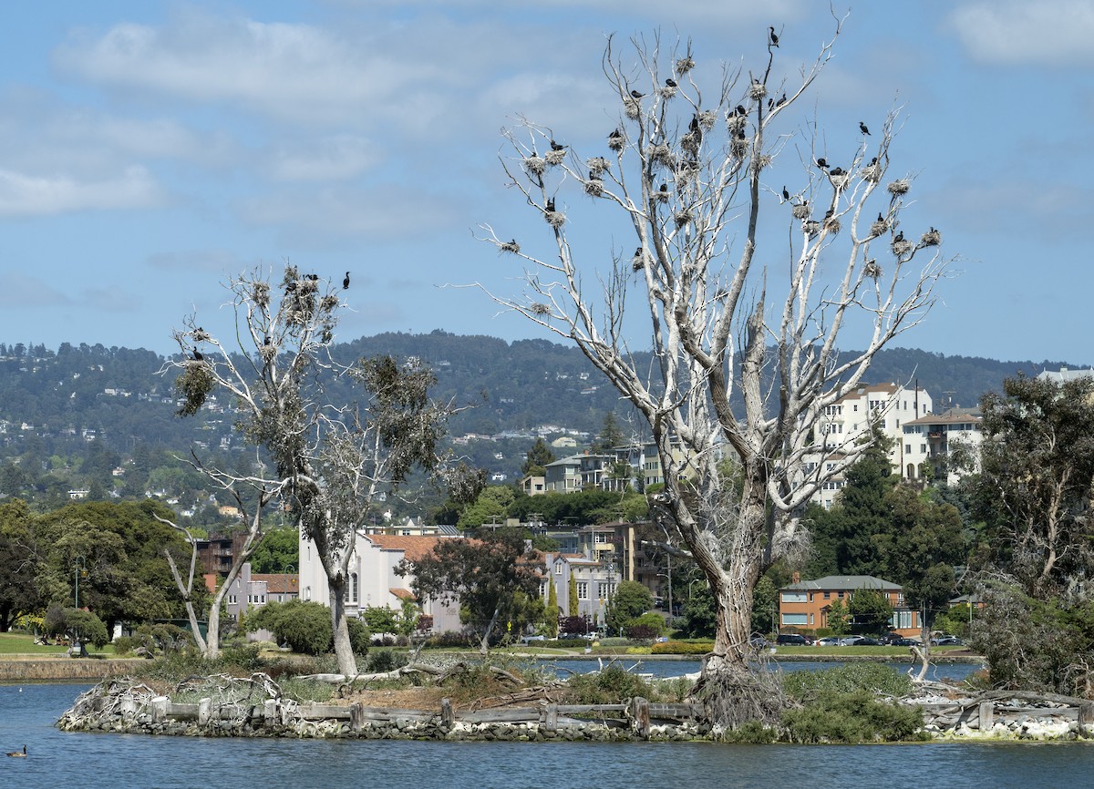 Double-crested Cormorant - Bill Michalski