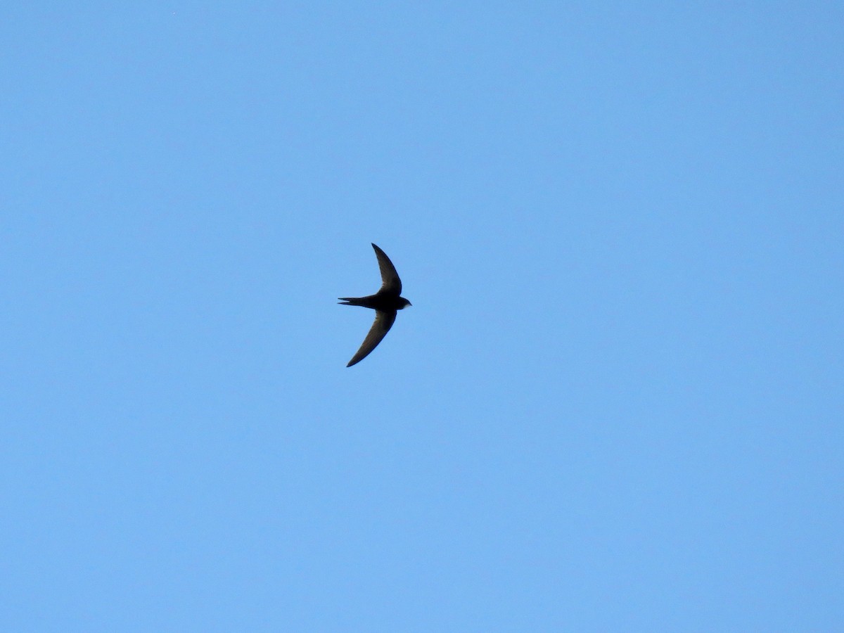 Common Swift - ML103860551