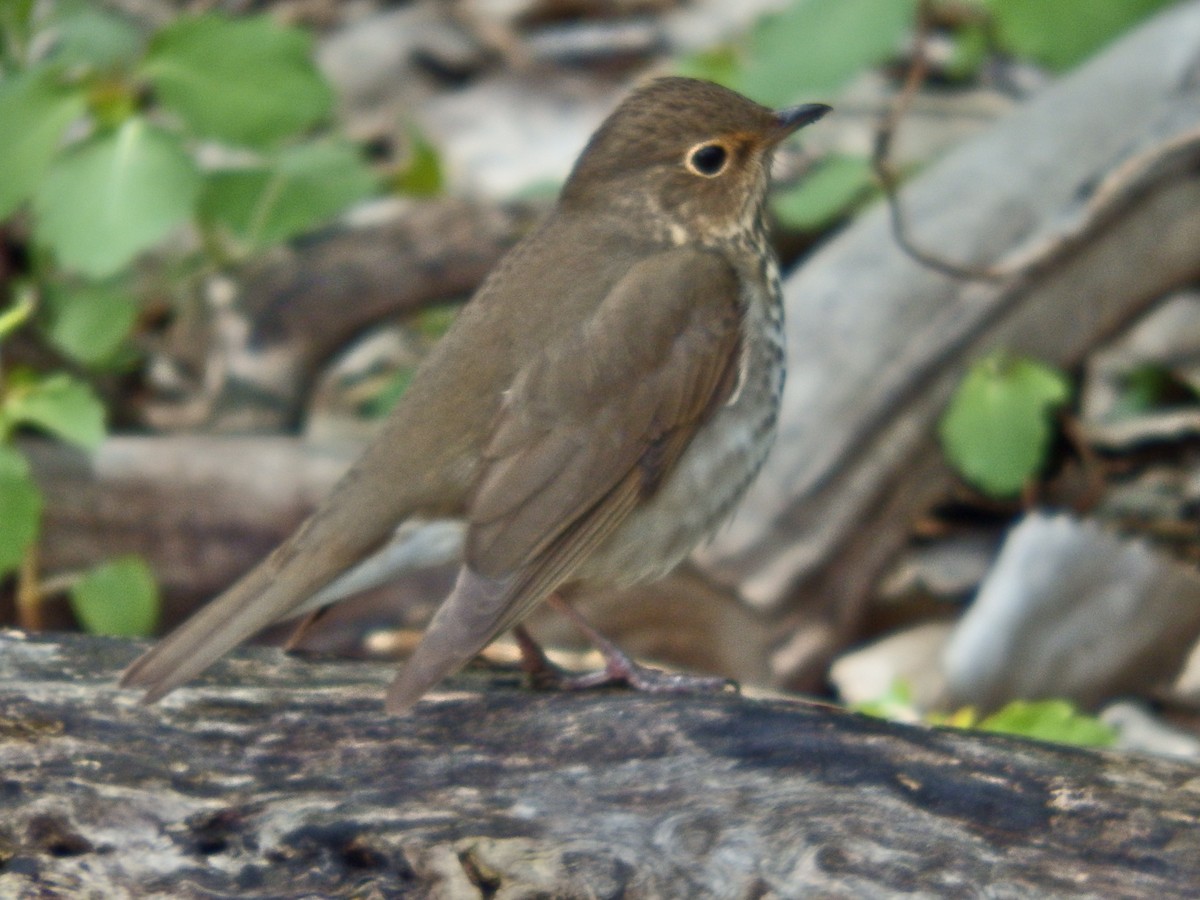 Swainson's Thrush - ML103861231