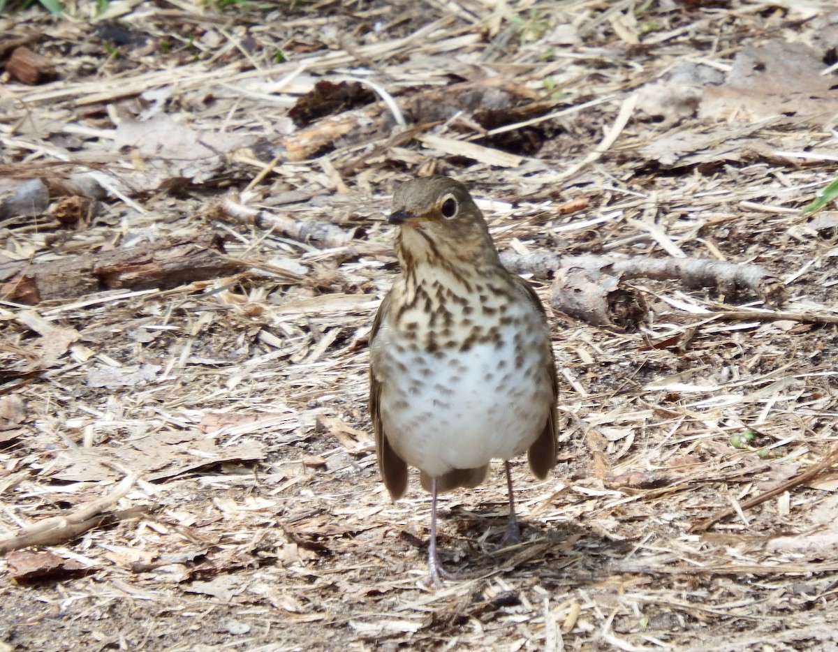 Swainson's Thrush - ML103861251