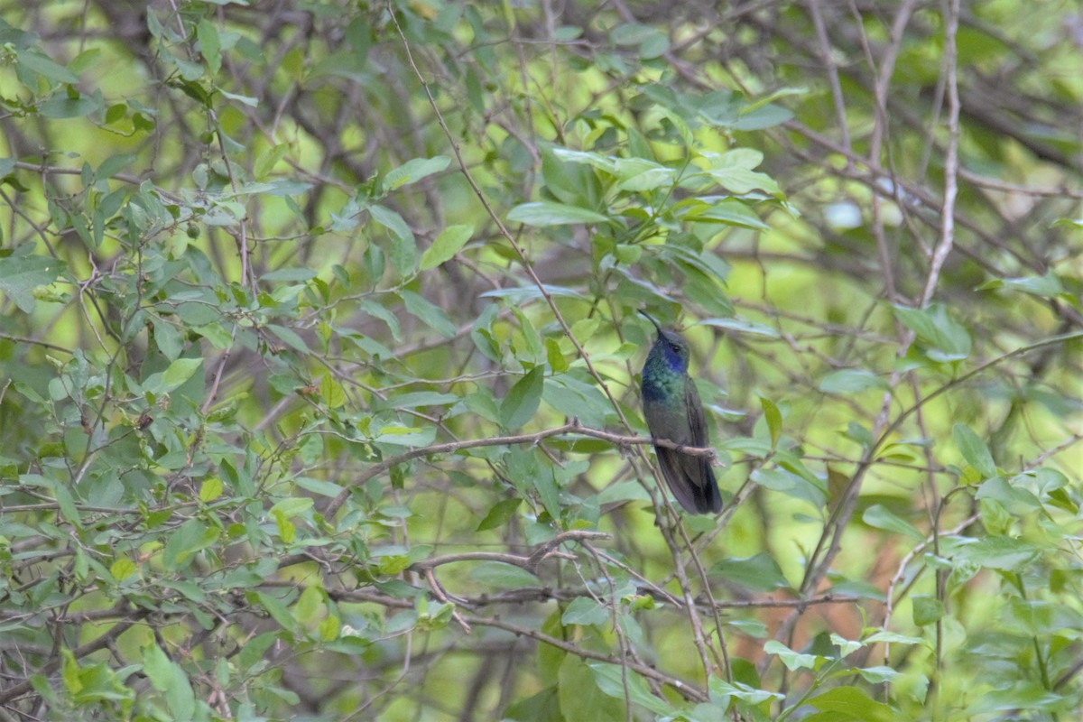 kolibřík zelený - ML103866631