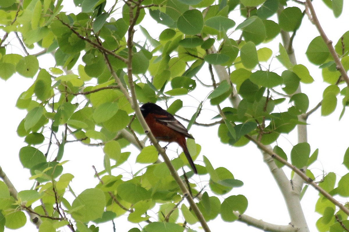 Orchard Oriole - Jose Castro