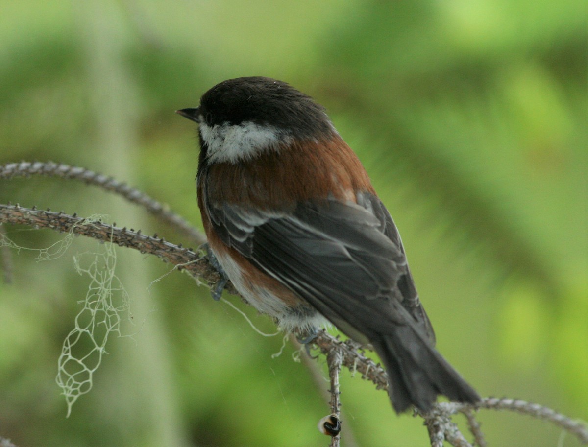 Mésange à dos marron - ML103866741