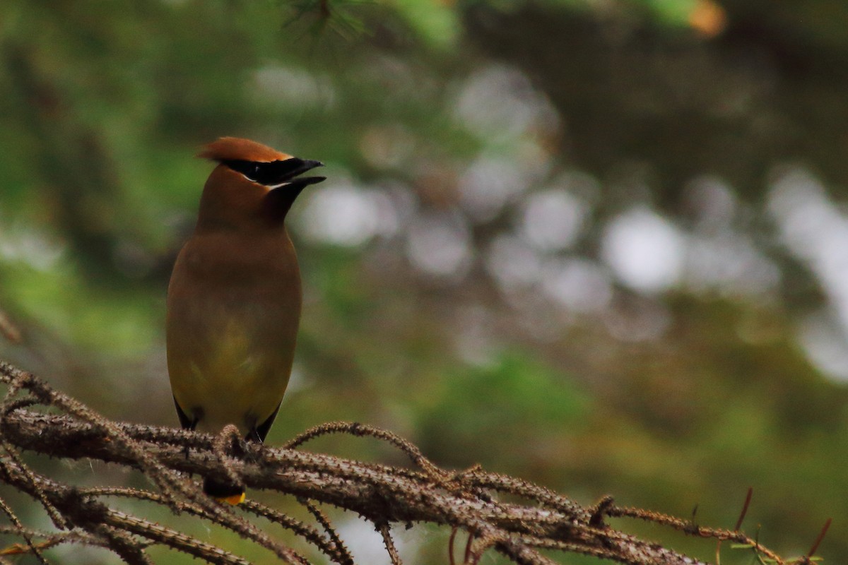 Cedar Waxwing - Jose Castro