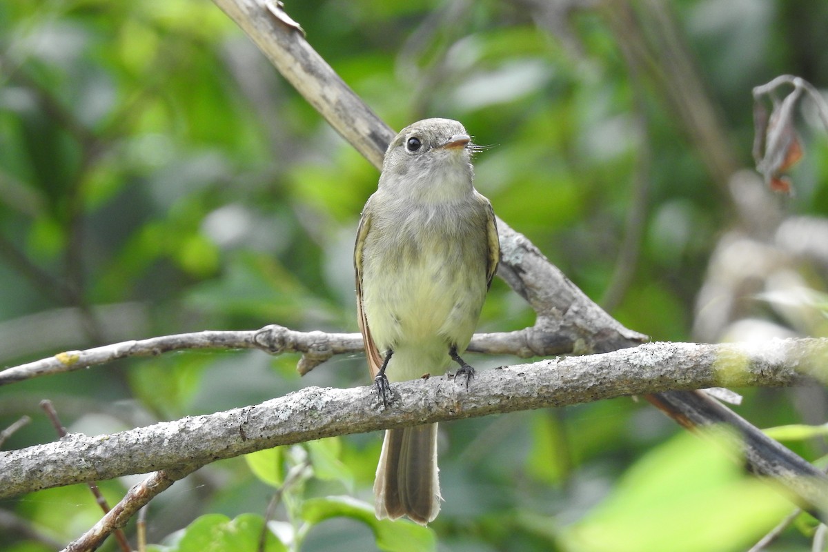 Least Flycatcher - ML103868081