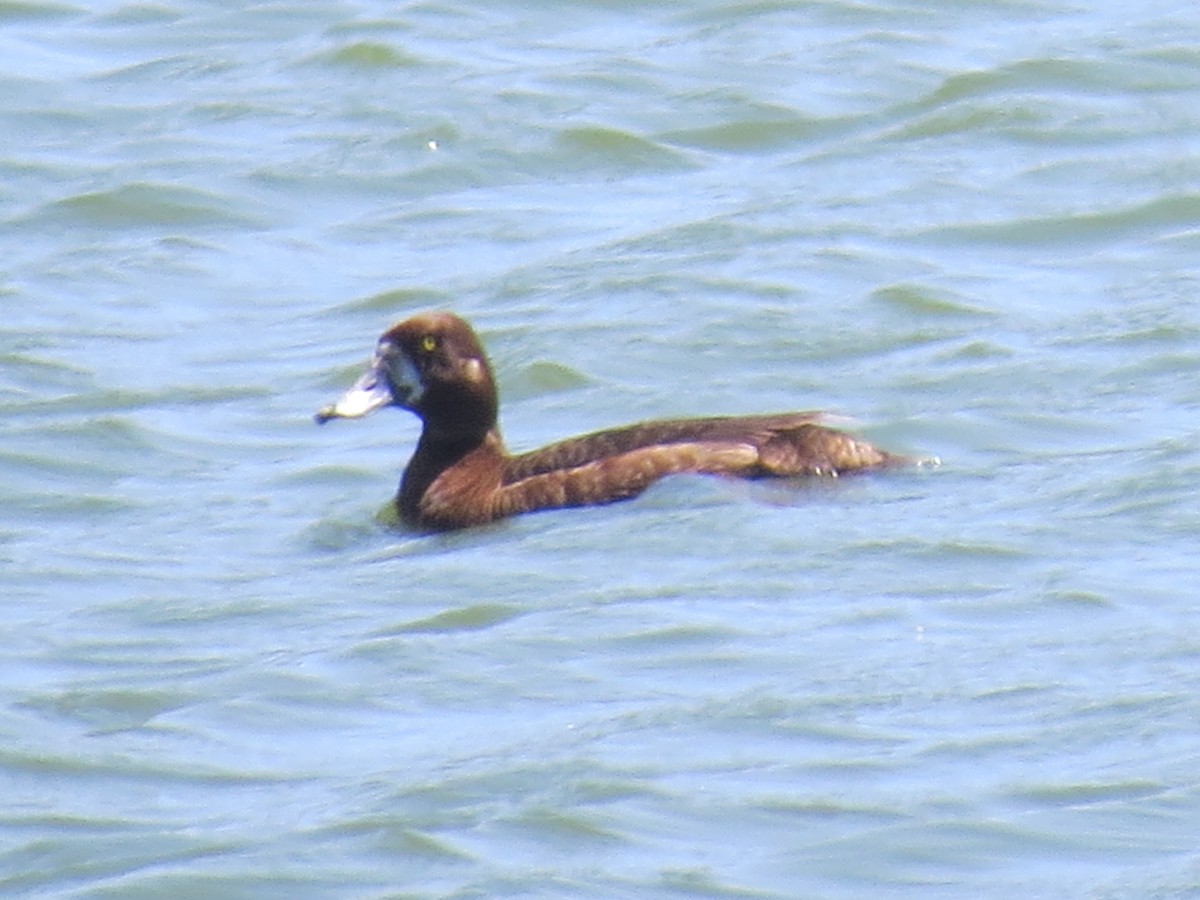 Greater Scaup - Mike Curry