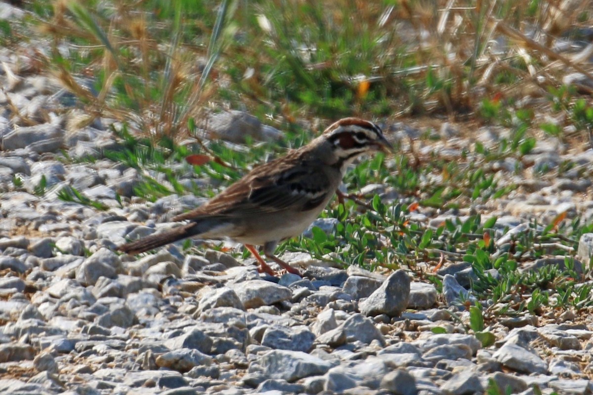 Lark Sparrow - Jennifer Dial