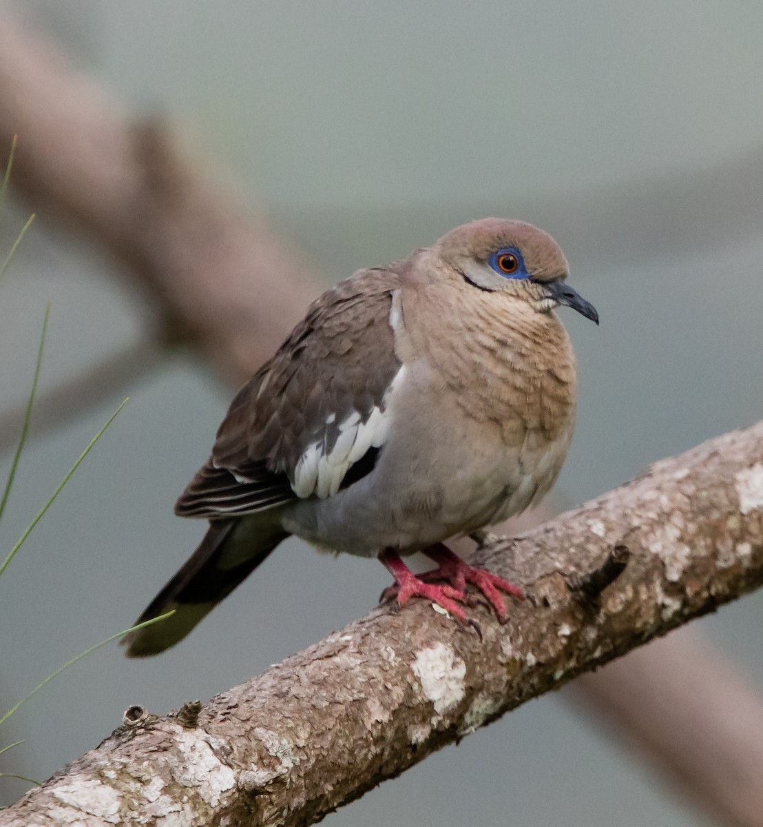 White-winged Dove - ML103871551