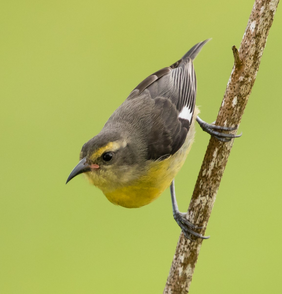 Bananaquit - ML103871971