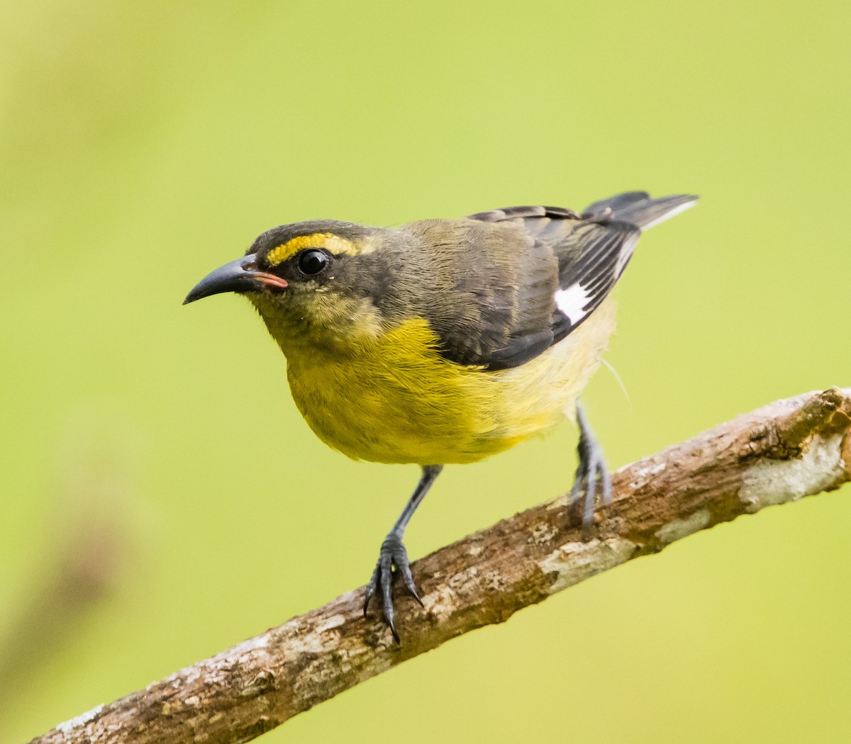 Bananaquit - jose santiago