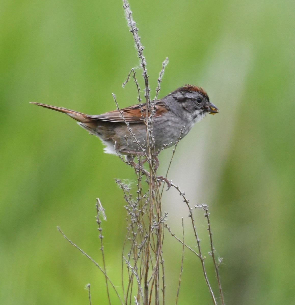 Swamp Sparrow - ML103873041