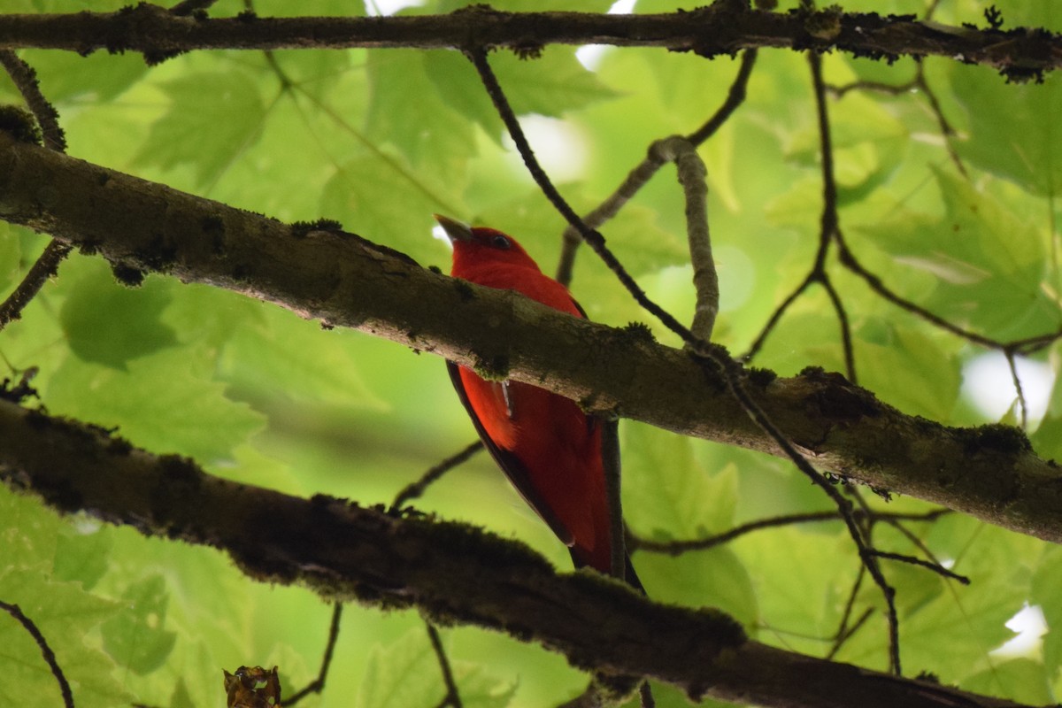 Scarlet Tanager - ML103873361