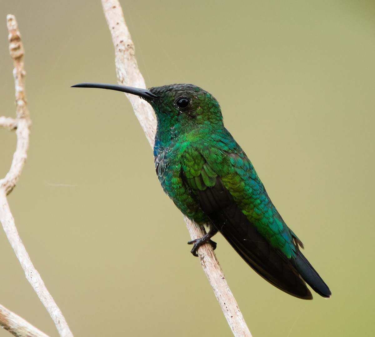 Green Mango - jose santiago