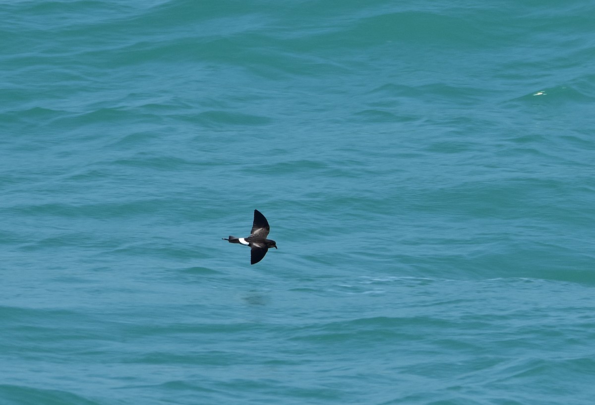 Wilson's Storm-Petrel - ML103874531