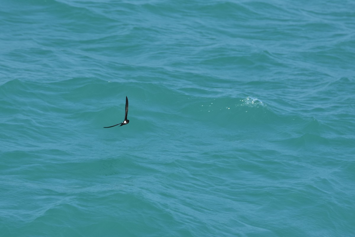 Wilson's Storm-Petrel - ML103874621