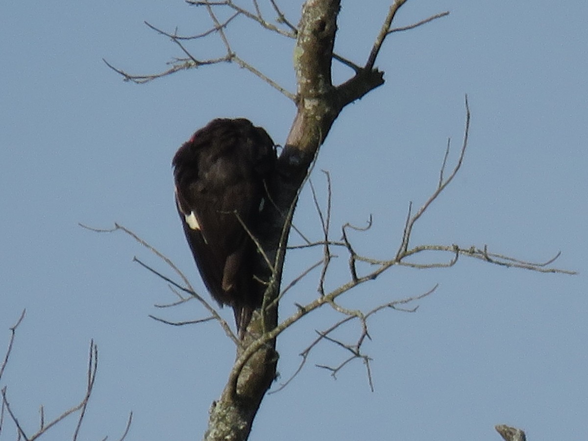 Pileated Woodpecker - ML103875301