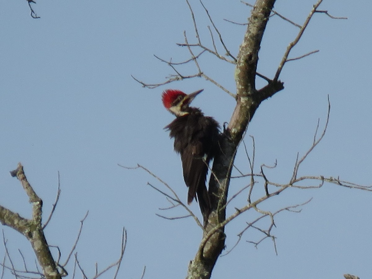 Pileated Woodpecker - ML103875321