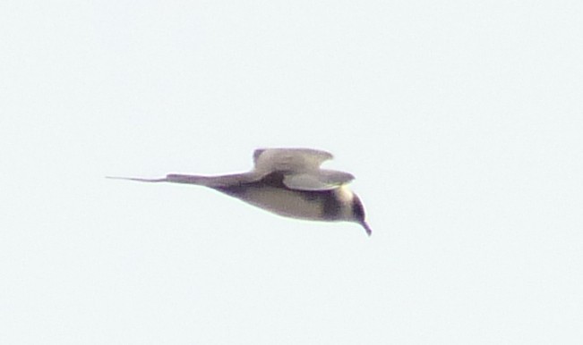 Long-tailed Jaeger - ML103875821