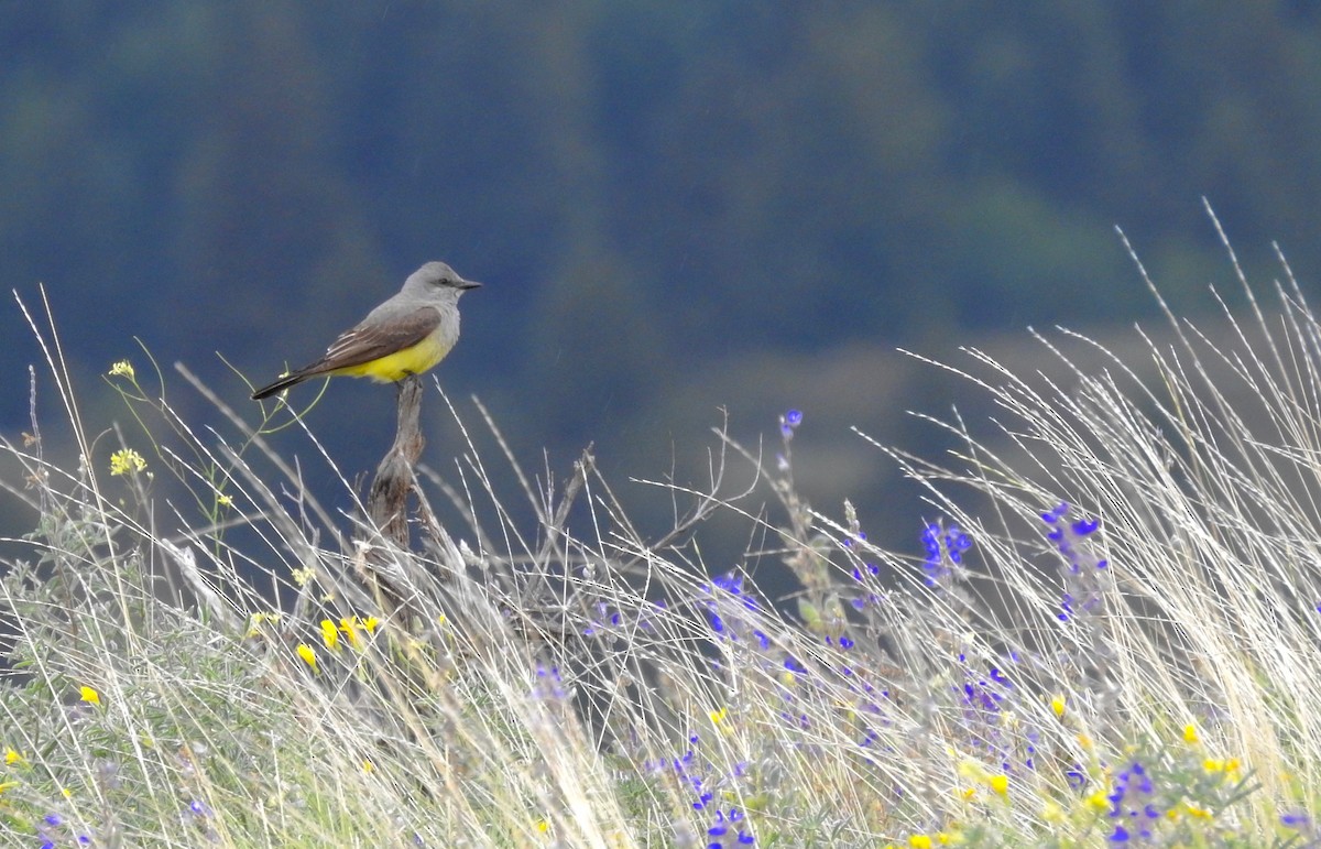 Western Kingbird - Kalin Ocaña