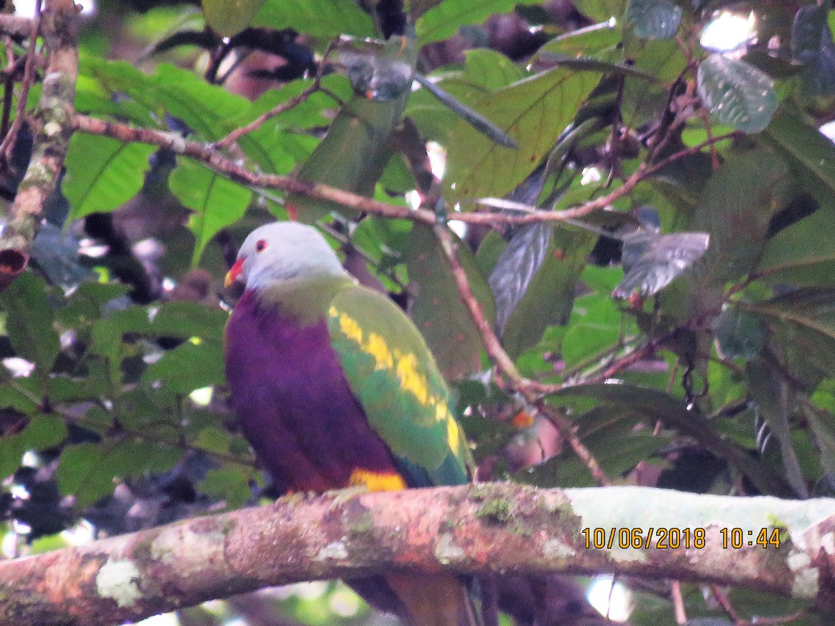 Wompoo Fruit-Dove - ML103878281