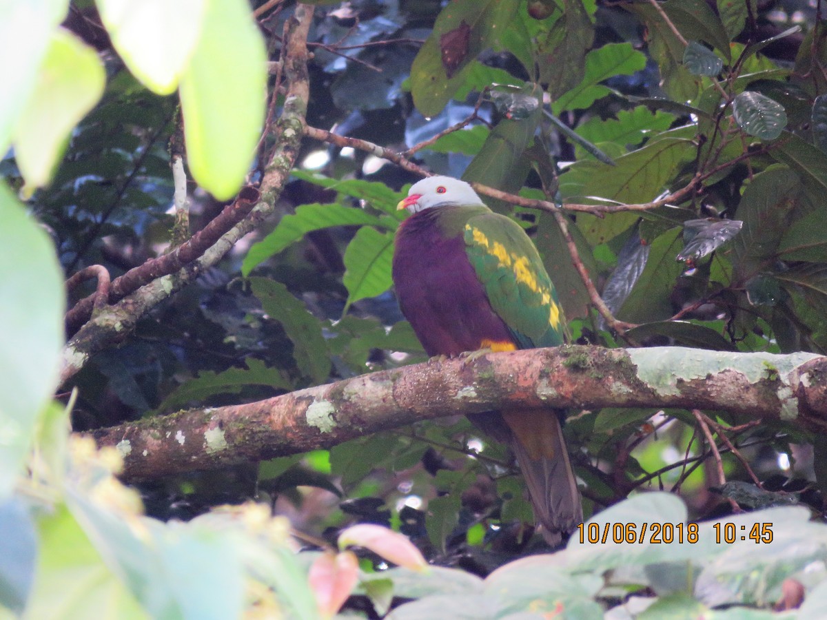 Wompoo Fruit-Dove - ML103878321