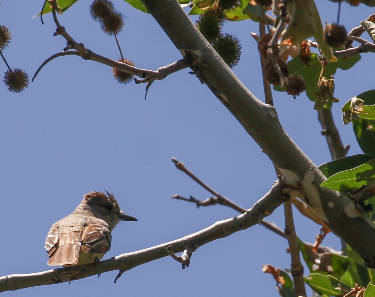 Ash-throated Flycatcher - ML103879481